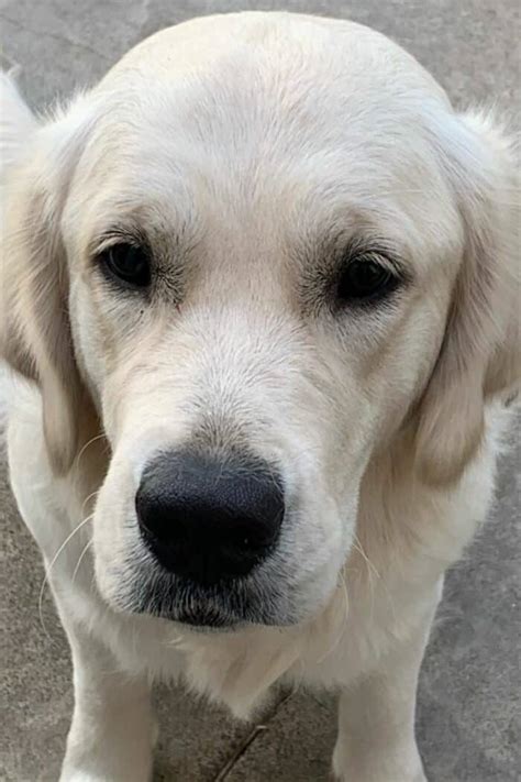 What Is An English Cream Golden Retriever? - Puppy In Training