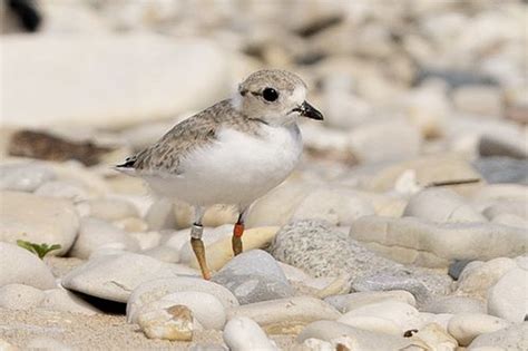 Endangered Piping Plovers Flourish Under Tribes Watch On Remote Lake