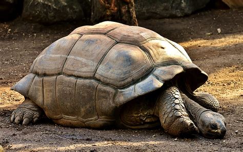 Brown Giant Tortoise On Dirt Ground Free Photos Uihere