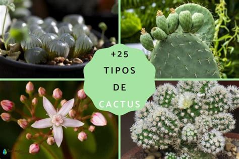 Tipos de cactus y sus nombres Plantasmanía