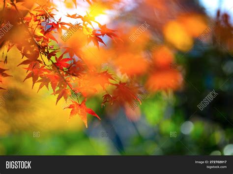 Autumn Leaves Japan. Image & Photo (Free Trial) | Bigstock