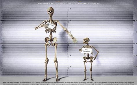 HOMO FLORESIENSIS: THE IDENTIFICATION LINE UP by CSuk-1T on DeviantArt