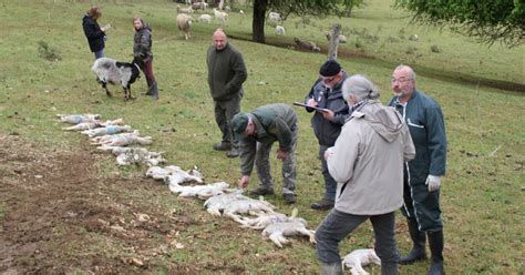 Nancy Agriculture Le sénateur Jean François Husson lève un loup