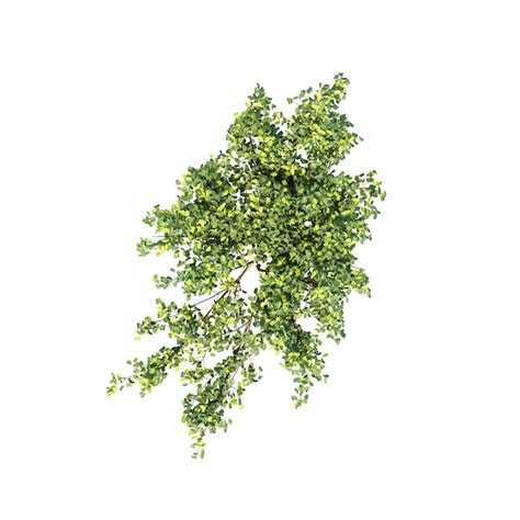 Premium Photo Bush Top View Isolated On White Background 3d