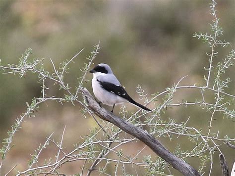 Lesser Grey Shrike Birdlife Ethekwini Kzn