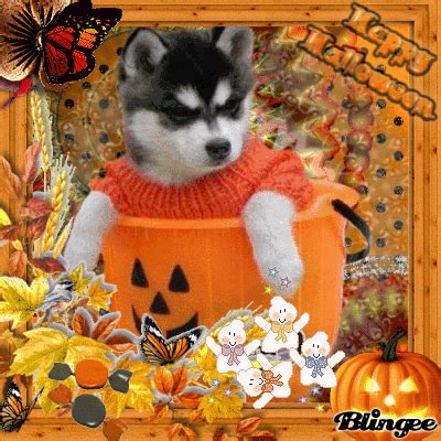 Husky Puppy Halloween Picture #130745878 | Blingee.com