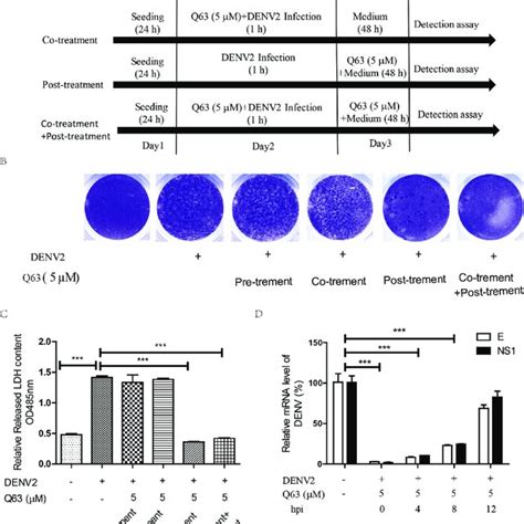 Cytopathic Effect Cpe Of Q On Mosquito C Cells A C Cells