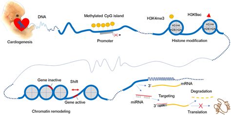 Epigenetics in Congenital Heart Disease | Journal of the American Heart ... 