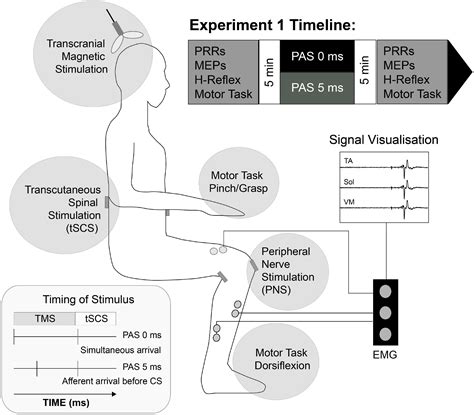 Frontiers The Immediate And Short Term Effects Of Transcutaneous