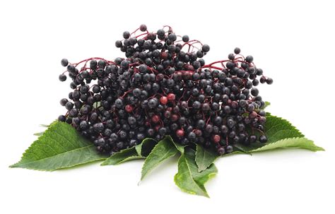 Elderberry Uses Benefits And Side Effects TummyToningTips