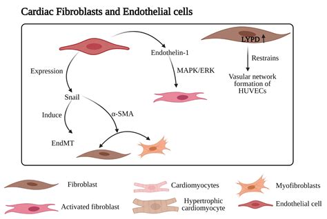 Evolving Roles Of Cardiac Fibroblasts In Cardiogenesis And Immunology