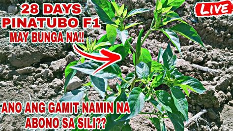 ANO ANG GAMIT NAMIN NA ABONO SA SILI PINATUBO F1 YouTube