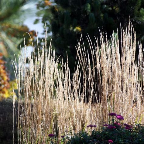 Sandrohr Karl Foerster Calamagrostis X Acutiflora Karl Foerster