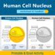 Human Cell Nucleus Diagram Worksheet and Handout by Learning Pyramid