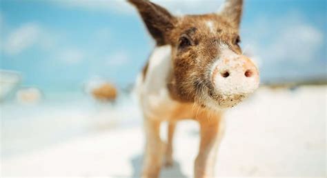 Exuma's Famous Swimming Pigs | News » Marine Project