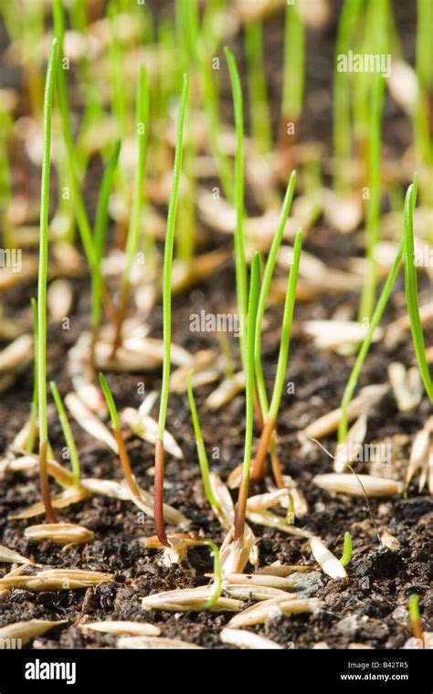 Grass Seed Germinating Lawn Seed Stock Photo Alamy