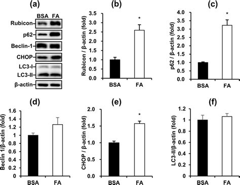 Fatty Acids Disrupt Autophagy And Increase Er Stress In Ma 10 Cells