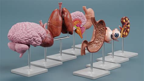 3d Anatomy Models Turbosquid 2026893