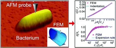 Measurement of the interconnected turgor pressure and envelope ...