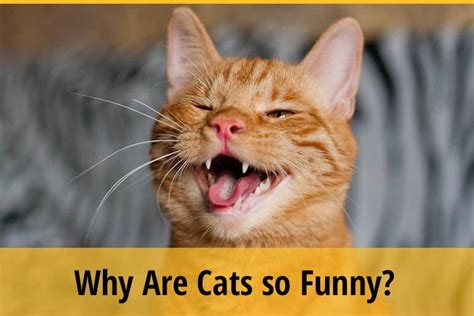 Why Are Cats So Funny 5 Reasons Zooawesome