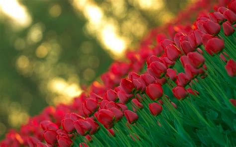 Hd Red Tulips Wallpaper Download Free 48610