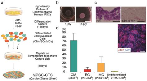 Generation Of HiPSC Cardiac Tissue Sheets CTSs A Schematic Diagram