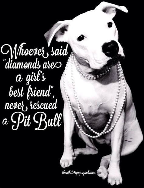 love  pitbulls images  pinterest pit bull pitt bulls  animales