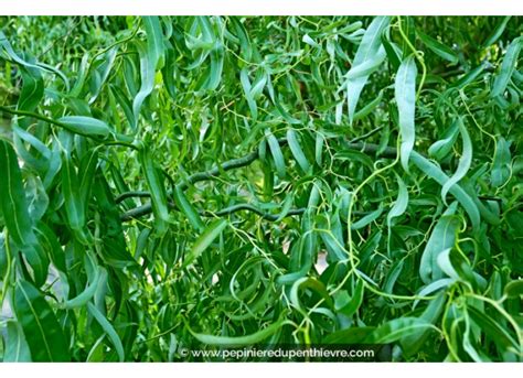 Salix Babylonica Tortuosa Ou Saule Tortueux P Pini Re Du Penthi Vre