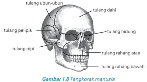 Populer 31+ Gambar Tengkorak Satu Badan