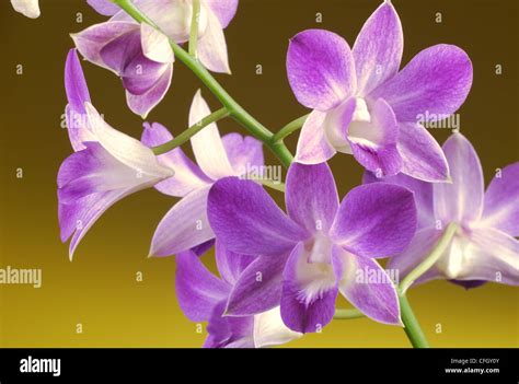 Orchidee Dendrobium Blume Stockfotos Und Bilder Kaufen Alamy