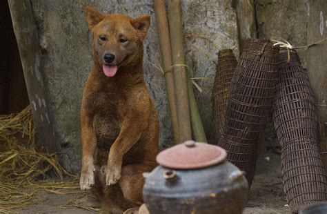 H U Tr Ng Gay C N Khi Ch Ch Ng C U V Ng I M T V I B U C N Tr U Tu I Tr Online