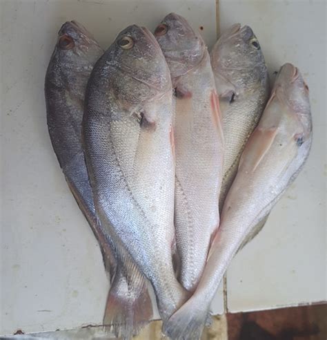 Pescada Guia De Peixes Comercializados Em Monte Alegre