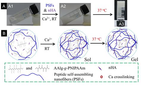 Frontiers Biomimetic Peptide Nanofibers Enhanced Thermo Sensitive