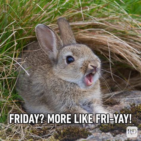 45 Funny Friday Memes That Will Make You Say TGIF