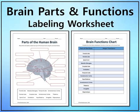 Human Brain Parts And Functions Worksheet Live Worksheets Worksheets Library