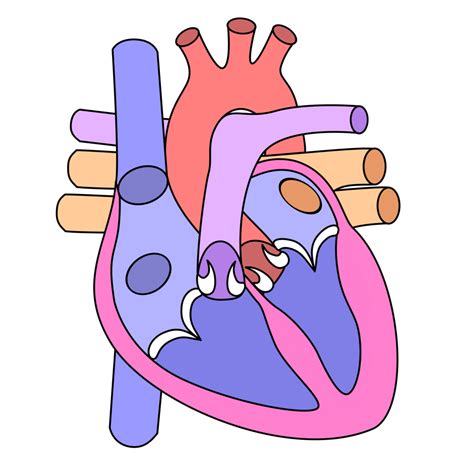 Diagram Of Biology Circulatory System Quizlet