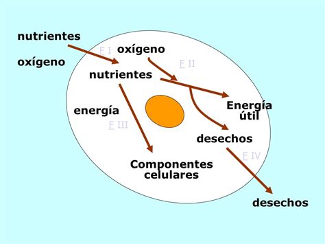 La nutrición celular Biologia Nivel 1