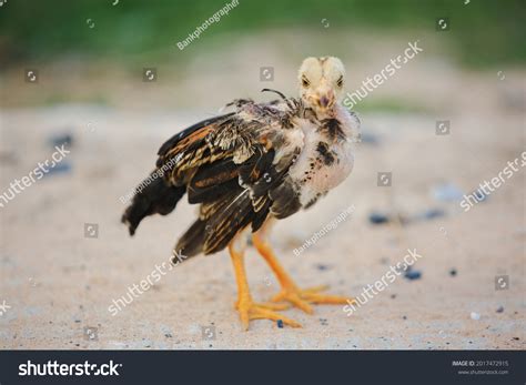 Young gamecock chicken Images, Stock Photos & Vectors | Shutterstock