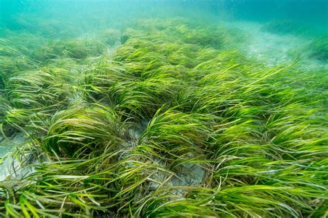 Eelgrass Beds Oceana Canada