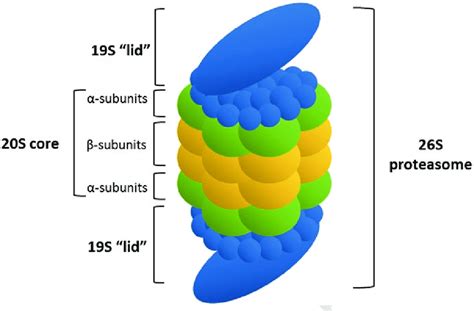 The S Proteasome Consisting Of The S Lid And S Hollow Core