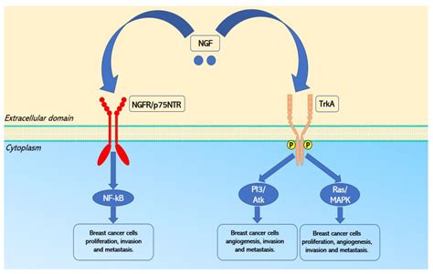 Current Oncology Free Full Text Expression And Signaling Pathways Of Nerve Growth Factor