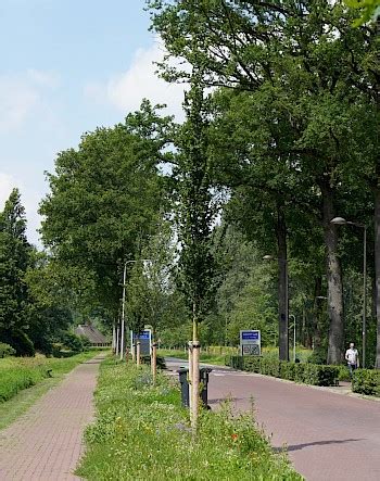 UDENHOUT TREES Ulmus Columella