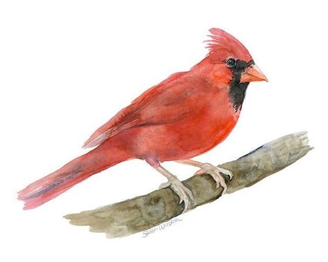 Cardinal Watercolor Is A Giclée Reproduction Of My Original Watercolor Painting Formatted In A