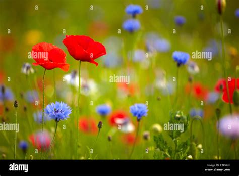 Poppies and cornflowers hi-res stock photography and images - Alamy