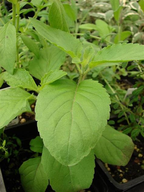 Aywal Krishna Tulsi Seeds Shyam Tulsi Black Tulsi Holy Basil Seed