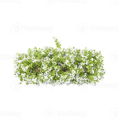 rendering  jasmine flower plant  top view trees top view