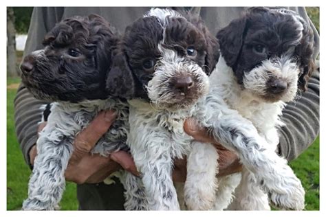 Available Lagotto Romagnolo - Amico Roma Puppies