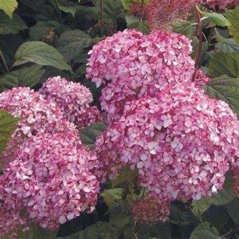 Гортензия древовидная мэджикал пинкербелл (hydrangea arborescens ...