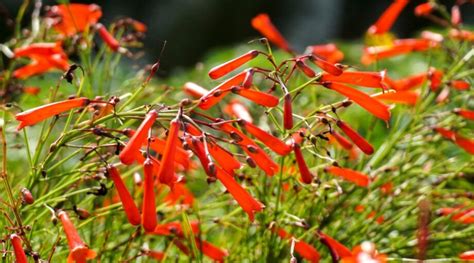 21 Beautiful Penstemon Varieties for Your Garden