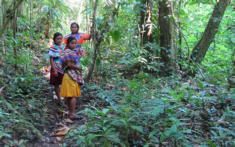 40 Años Del Congreso Indígena Sigue Lucha Derecho A La Tierra En Selva